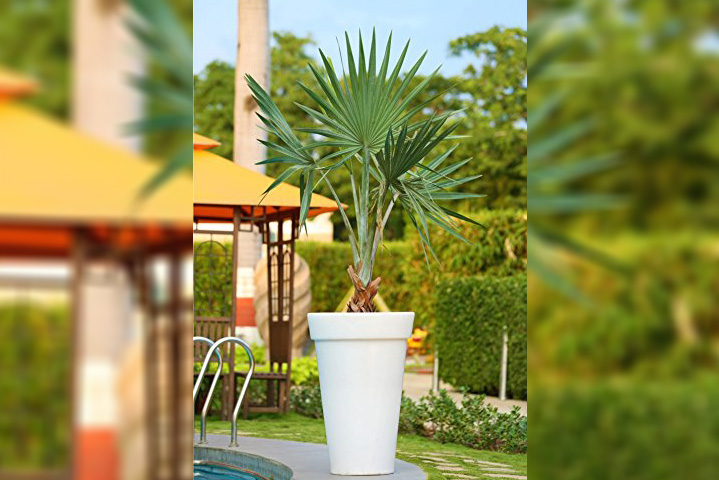 best artificial plants in chennai