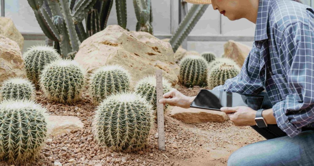 Desert Oasis: Using Artificial Cactus Plants