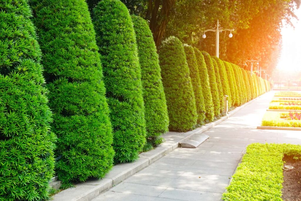 Outdoor Pathway Covered with Artificial Plants