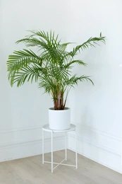 choosing Areca Palm Plants for Home