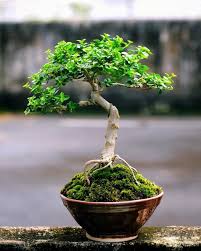 bamboo bonsai