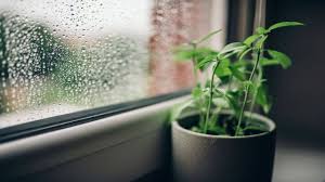 best artificial plants shop in chennai
