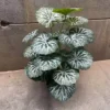 BEGONIA - Image 2