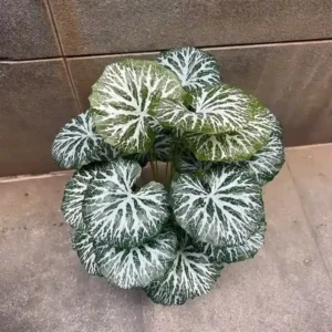 BEGONIA PLANT (3)