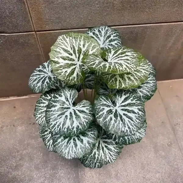 BEGONIA PLANT (3)
