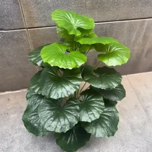 BEGONIA PLANT