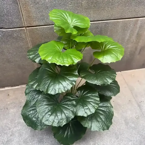 BEGONIA PLANT