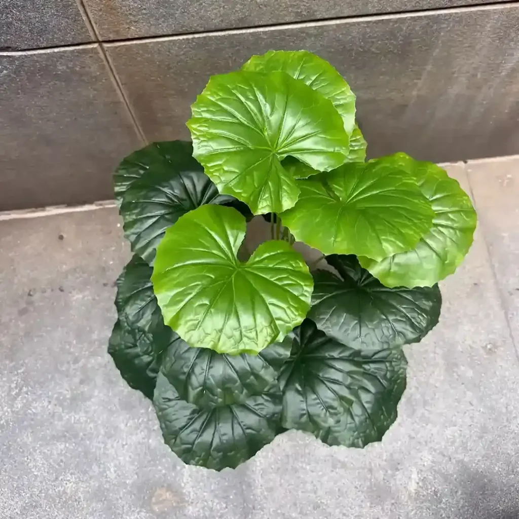 BEGONIA PLANT (5)