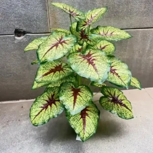 CALADIUM RED QUEEN PLANT (1)