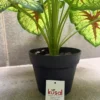 CALADIUM RED QUEEN PLANT (2)