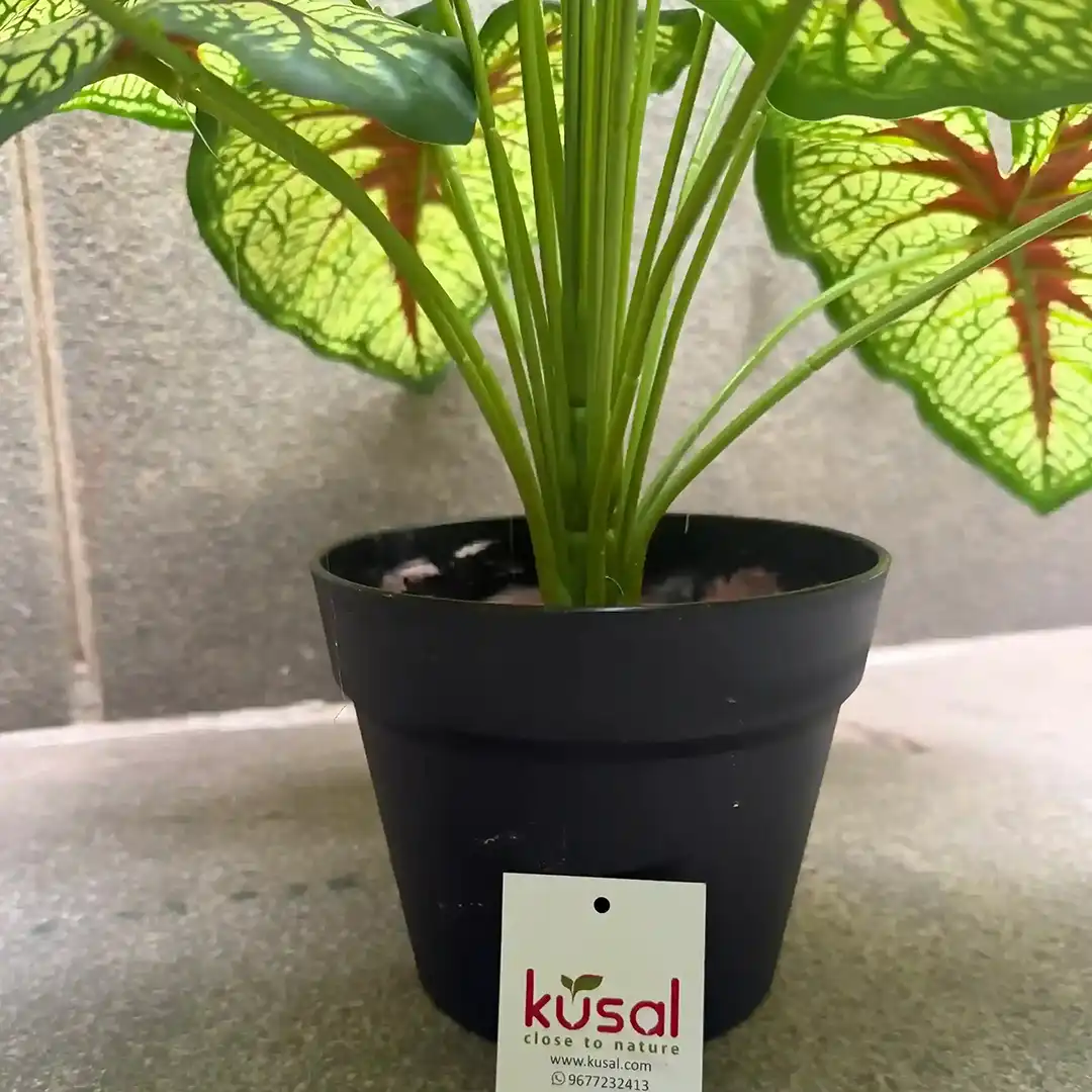 CALADIUM RED QUEEN PLANT (2)