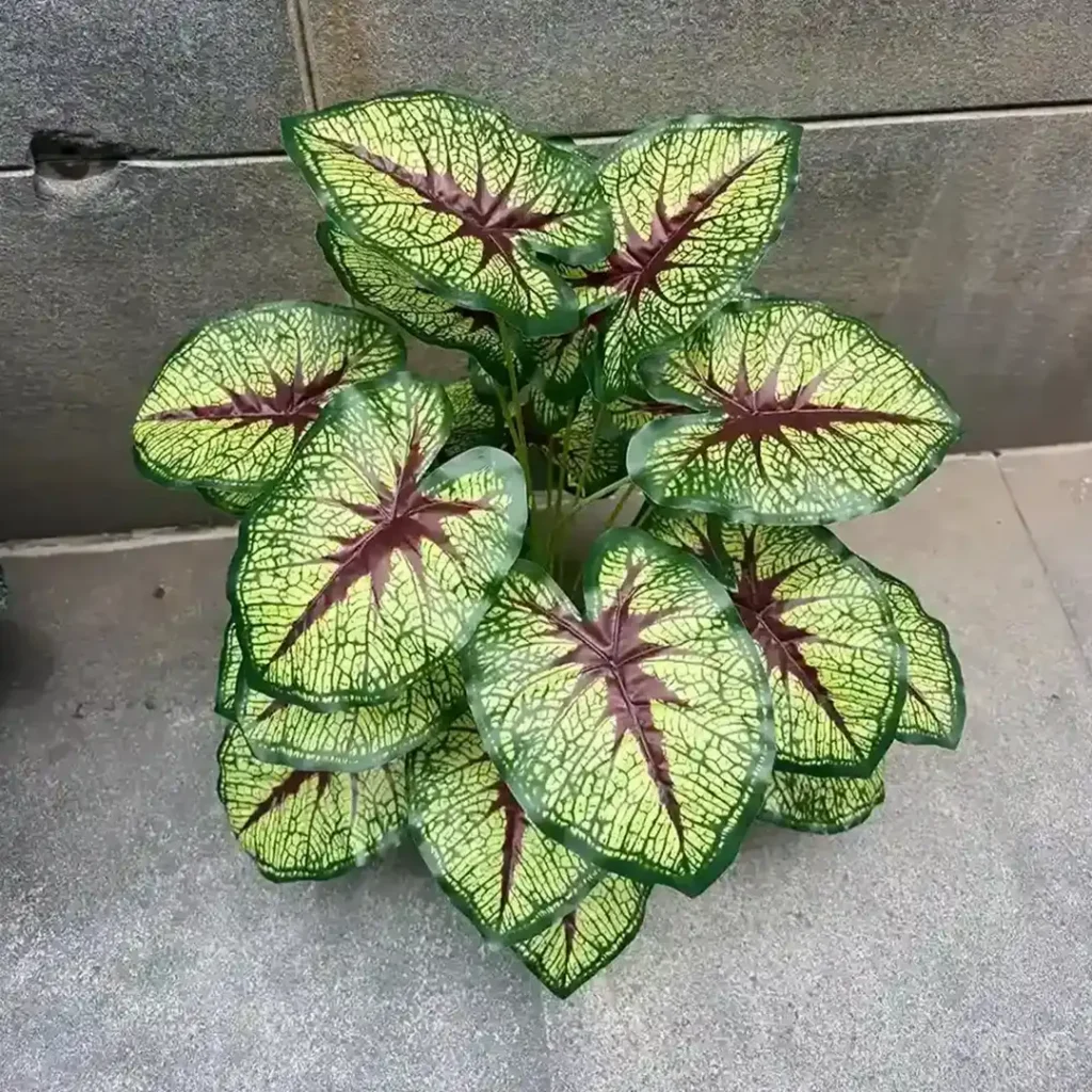 CALADIUM RED QUEEN PLANT (3)