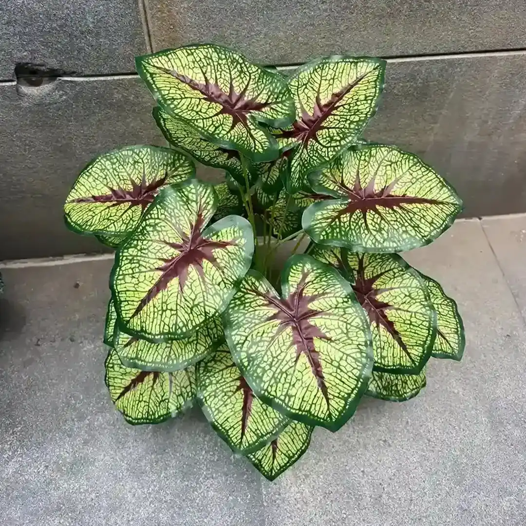 CALADIUM RED QUEEN PLANT (3)