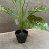 DIEFFENBACHIA PLANT-A (2)