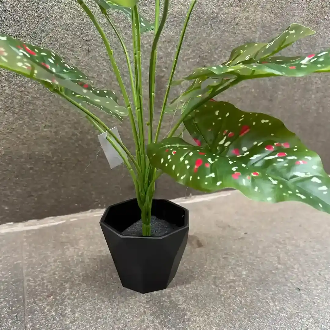 DIEFFENBACHIA PLANT-A (2)