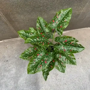 DIEFFENBACHIA PLANT-A