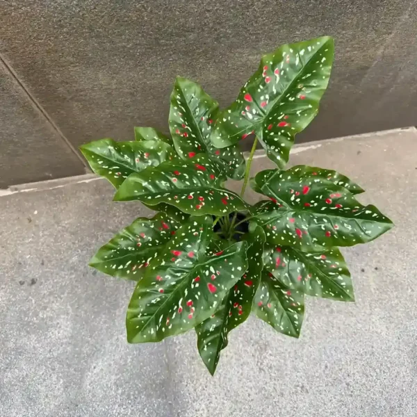 DIEFFENBACHIA PLANT-A