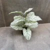 DIEFFENBACHIA PLANT-B (2)