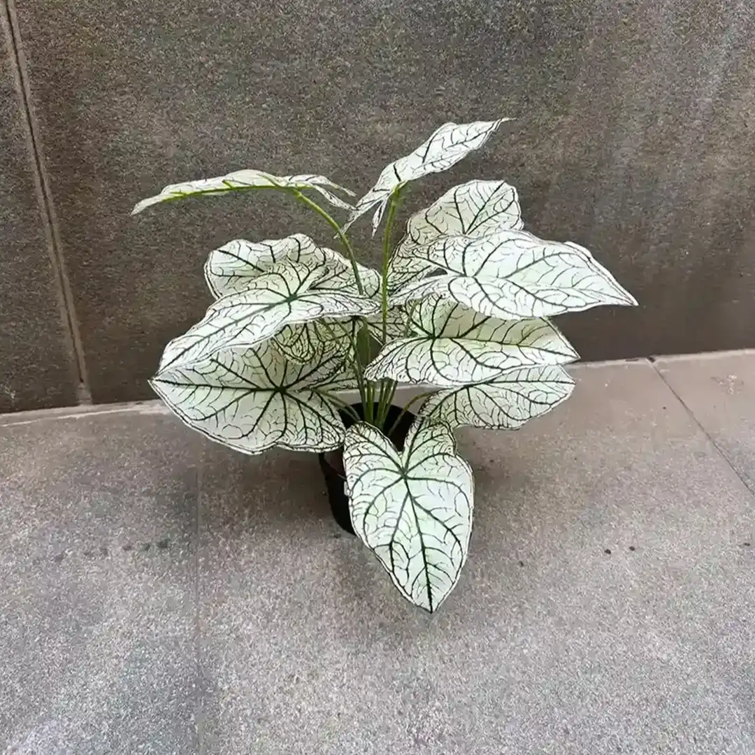 DIEFFENBACHIA PLANT-B (2)