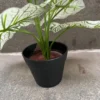 DIEFFENBACHIA PLANT-B (3)