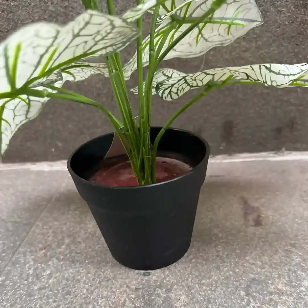 DIEFFENBACHIA PLANT-B (3)