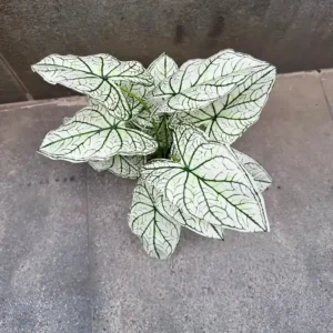 DIEFFENBACHIA PLANT-B