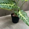 DIEFFENBACHIA PLANT-C (1)