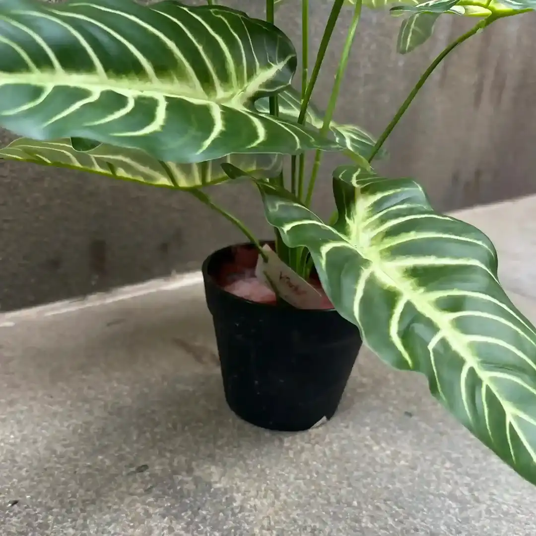 DIEFFENBACHIA PLANT-C (1)