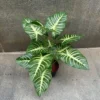DIEFFENBACHIA-C - Image 3
