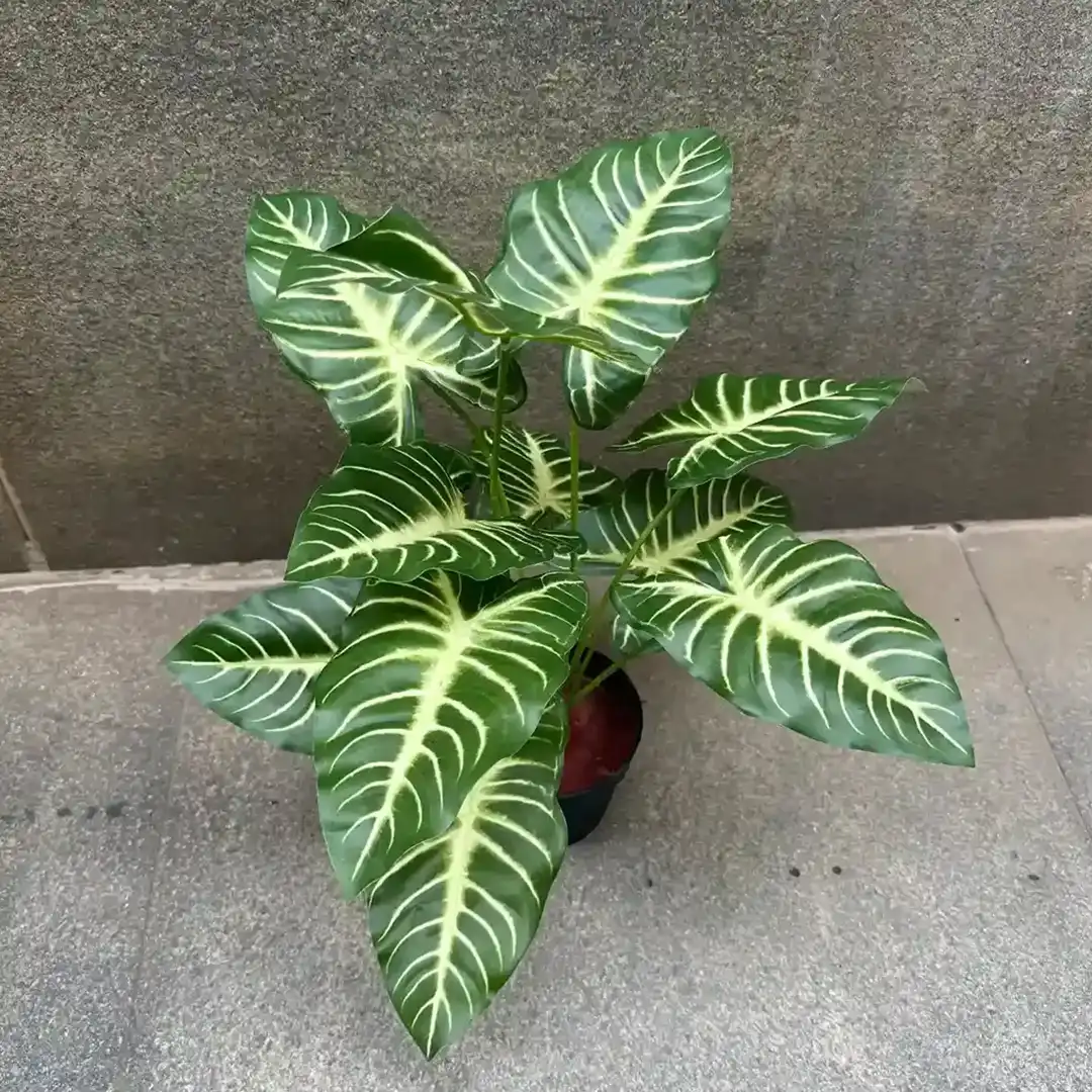 DIEFFENBACHIA-C - Image 3