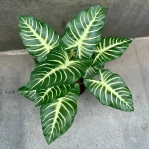 DIEFFENBACHIA PLANT-C