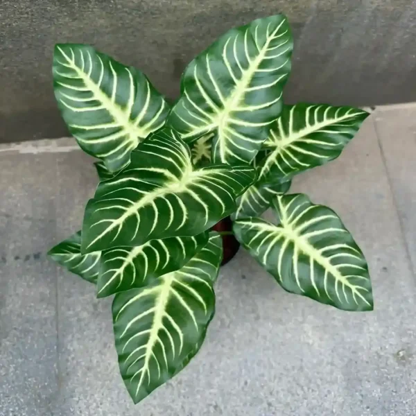 DIEFFENBACHIA PLANT-C