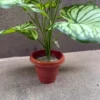 DIEFFENBACHIA PLANT-D (2)
