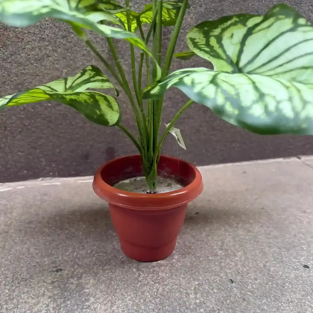 DIEFFENBACHIA PLANT-D (2)