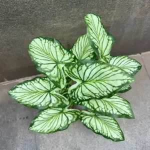 DIEFFENBACHIA PLANT-D