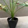 DIEFFENBACHIA PLANT-E (1)