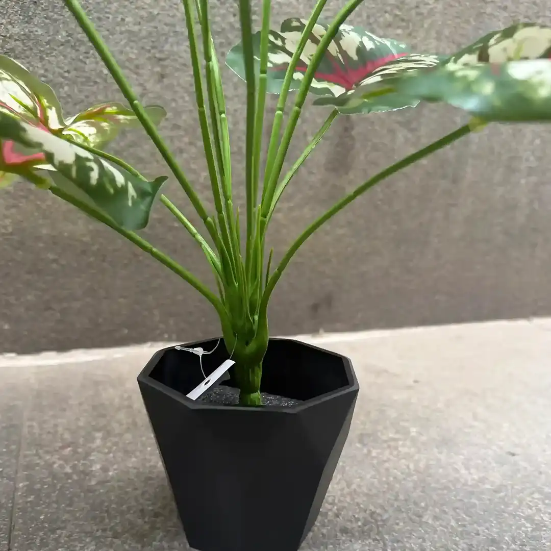 DIEFFENBACHIA PLANT-E (1)