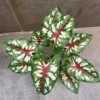 DIEFFENBACHIA PLANT-E (2)