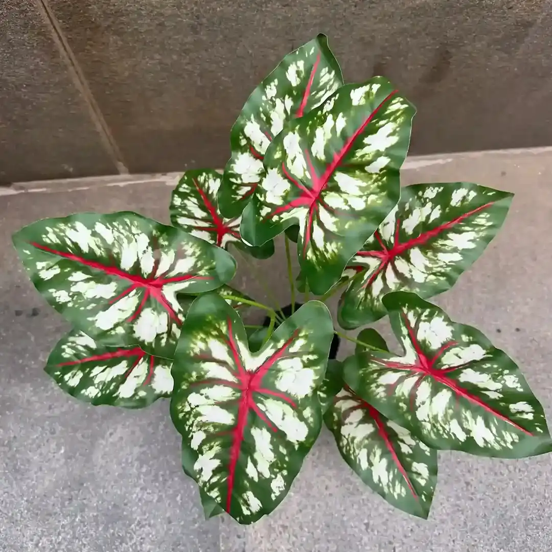 DIEFFENBACHIA PLANT-E (2)