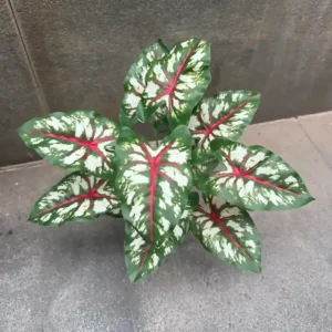 DIEFFENBACHIA PLANT-E