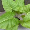 MONSTERA RAINBOW PLANT-GREEN-2
