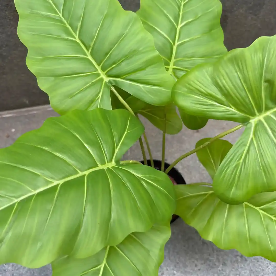 MONSTERA RAINBOW PLANT-GREEN-2