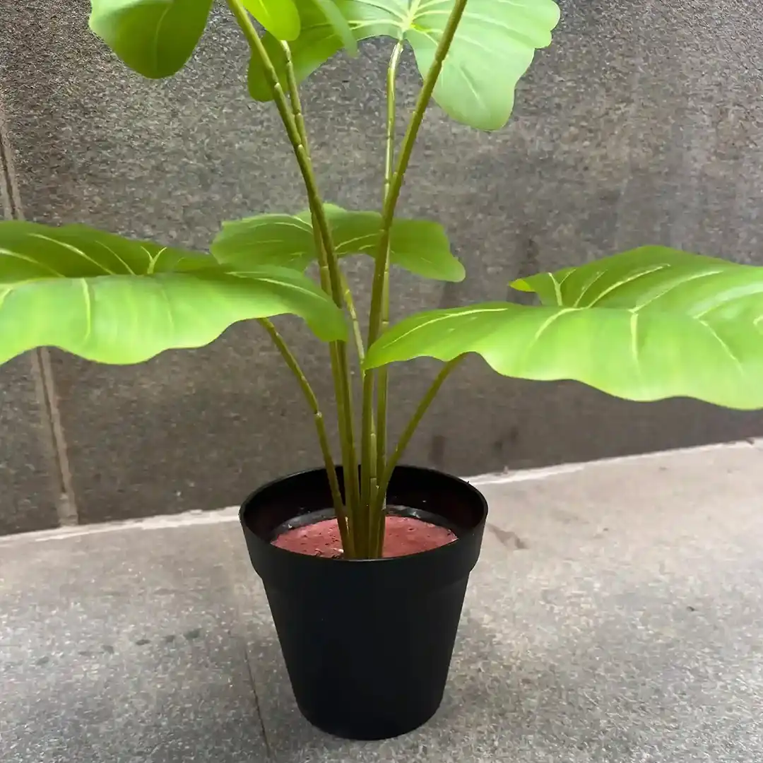 MONSTERA RAINBOW PLANT-GREEN-3