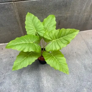 MONSTERA RAINBOW PLANT-GREEN