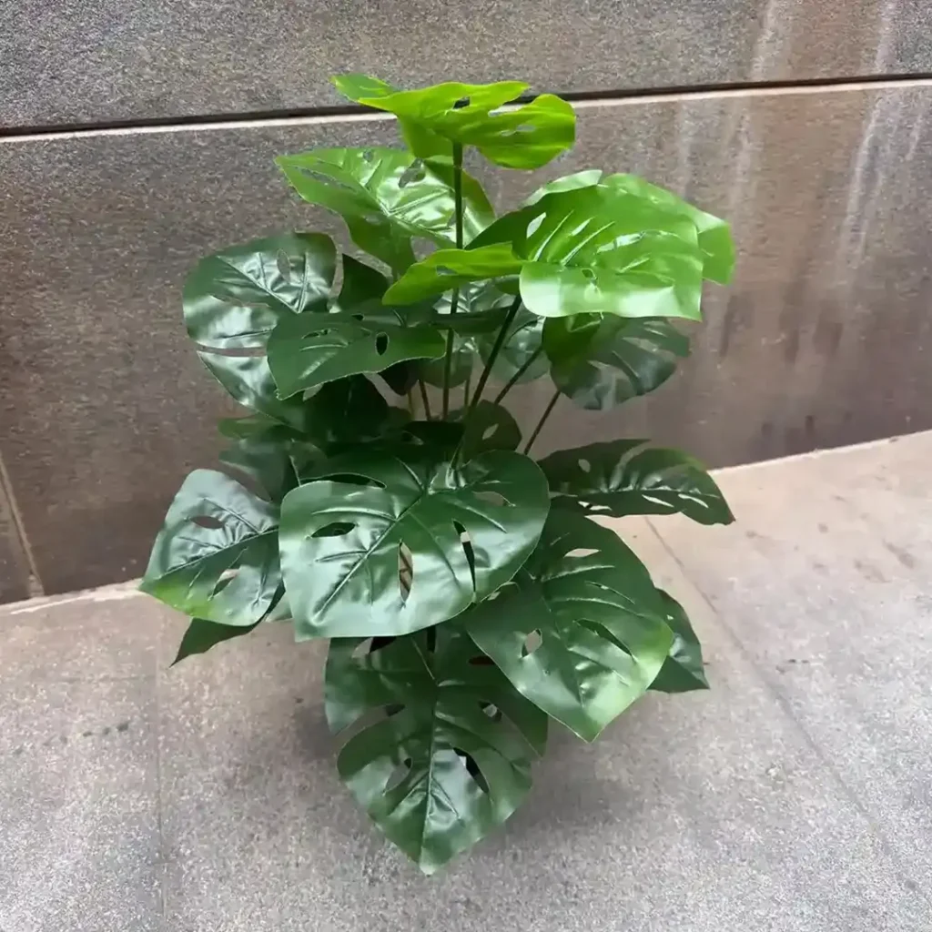 MONSTRA PLANT