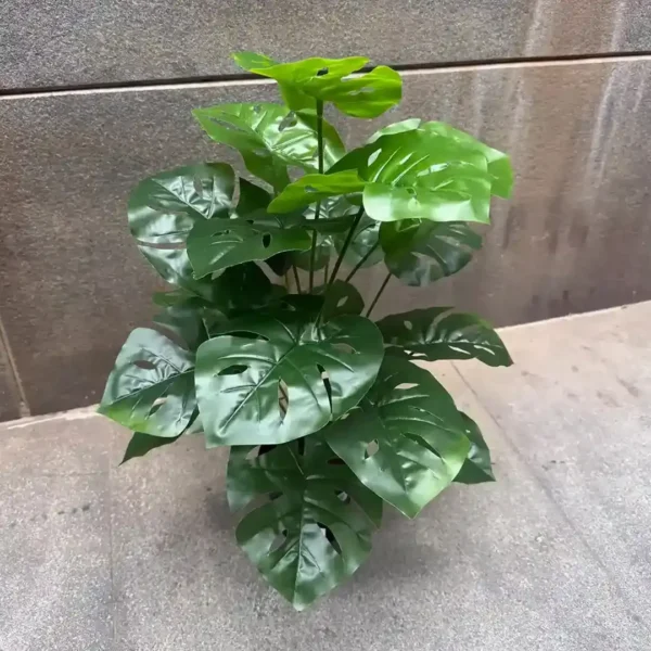 MONSTRA PLANT