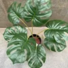 MONSTRA TURTLE PLANT