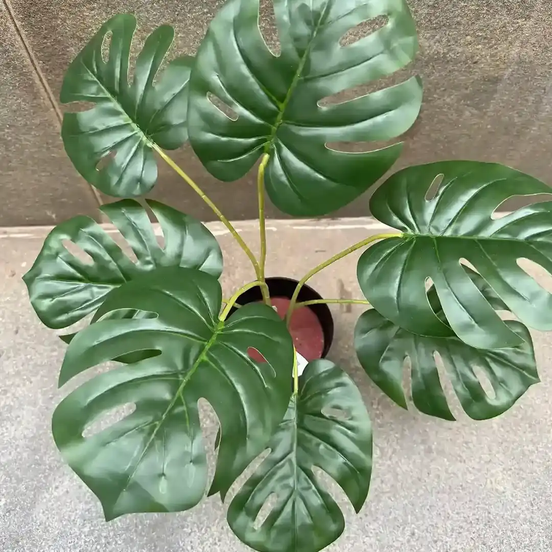 MONSTRA TURTLE PLANT