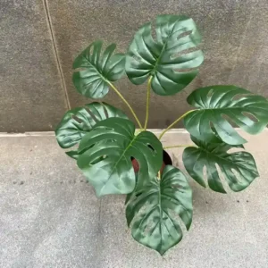 MONSTRA TURTLE PLANT