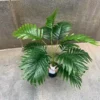 PALM PLANT (2)
